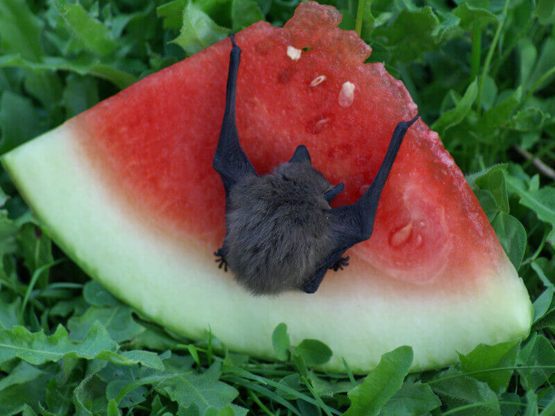 Alimentación de los murciélagos con sandía