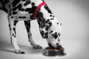 ¿Cómo alimentar a un perro diabético?