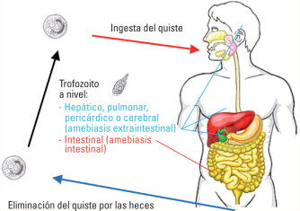 Las amebas son parásitos unicelulares