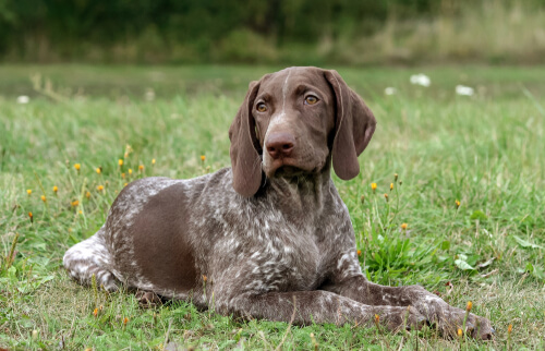 Braco alemán de pelo corto, uno de los perros más saludables