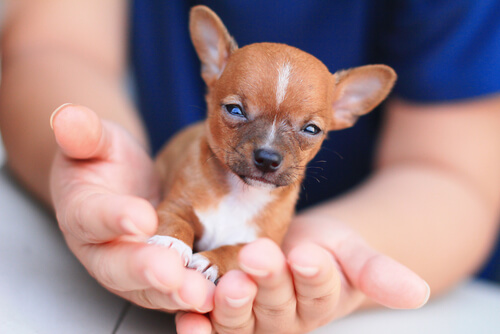 Cachorro de chihuahua en las manos