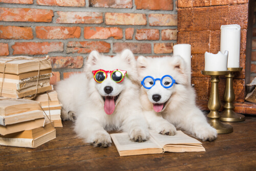 Las razas de perros más inteligentes