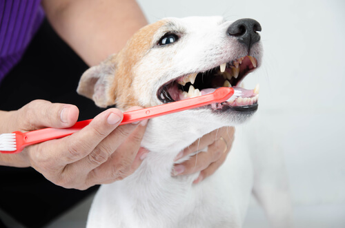 Cepillar los dientes de los perros