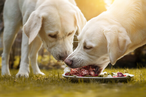 La comida para perros alta en proteínas, ¿qué significa?