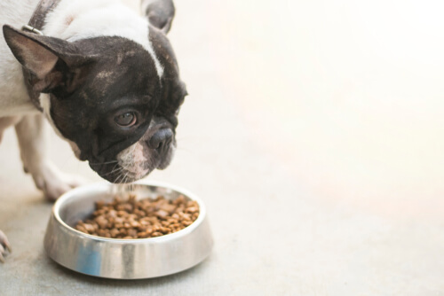Enfermedades asociadas con la comida para perros