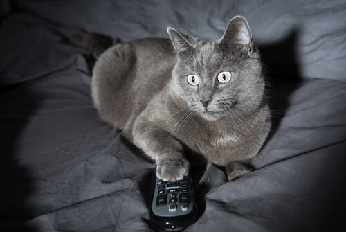 A cat with a remote control.