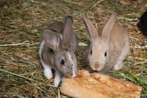 ¿Los conejos pueden comer pan?