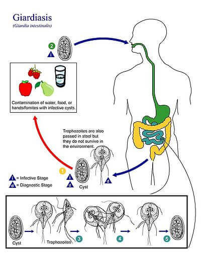 Contagio de la giardiasis