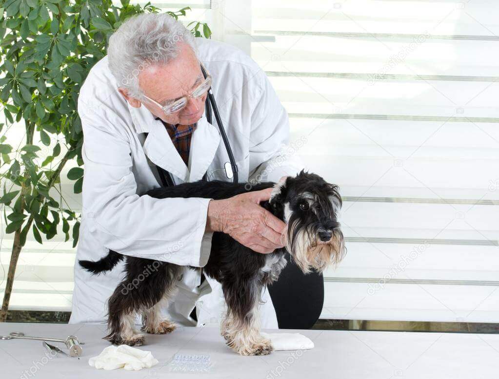 Diagnóstico del síndrome del schnauzer