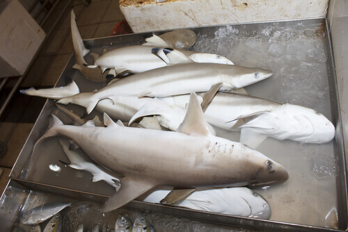 Ejemplares de tiburón blanco