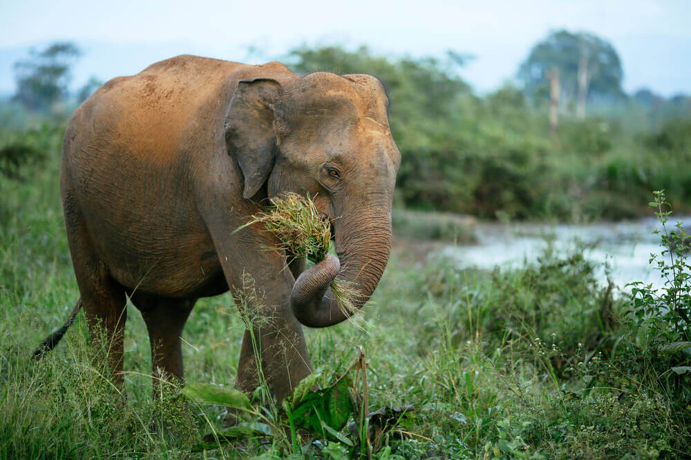 El elefante es una de las especies para conservar la biodiversidad
