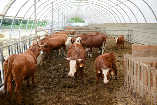 Estereotipias en ganado: ¿por qué ocurren?