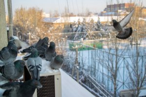¿Es legal el uso de la Nicarbazina para controlar la población de palomas?
