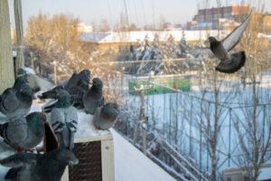 ¿Es legal el uso de la Nicarbazina para controlar la población de palomas?