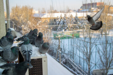 ¿Es legal el uso de la Nicarbazina para controlar la población de palomas?