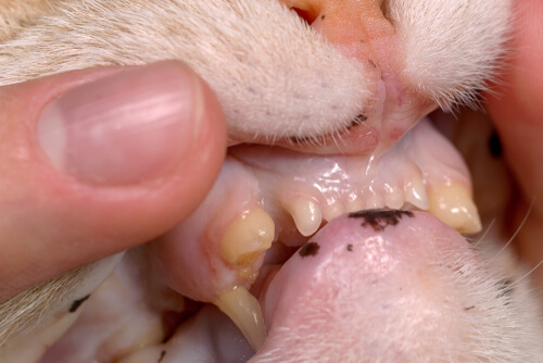 Fracturas dentales en gatos