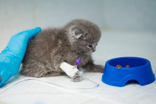 Gatito en el veterinario dispuesto a comer