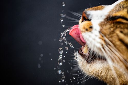 ¿Cuánta agua tiene que tomar mi gato?