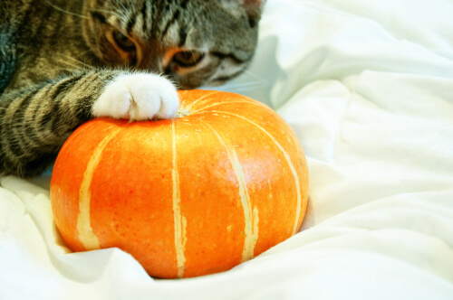 Gato a punto de comer calabaza