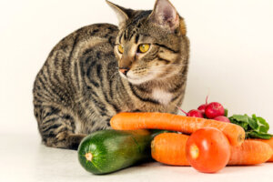 ¿Pueden los gatos comer verduras?