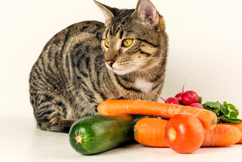 ¿Pueden los gatos comer verduras?