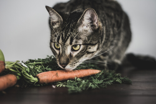 Gato a punto de comer zanahorias