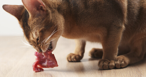 Gato comiendo carne
