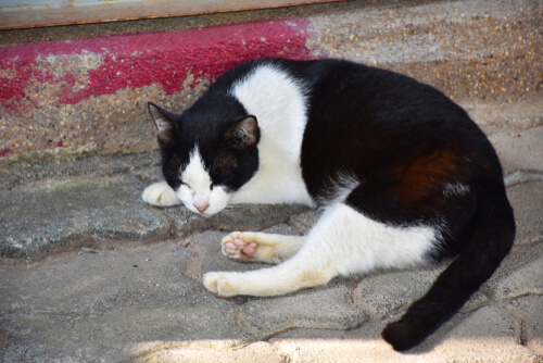 Gato dormido