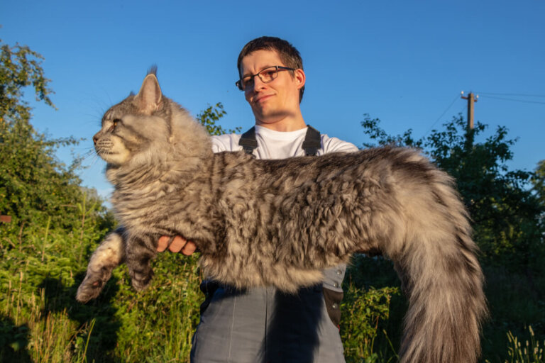 Conoce dos de las razas de gatos más grandes del mundo