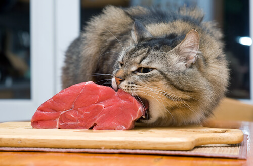 Gato ingiriendo carne