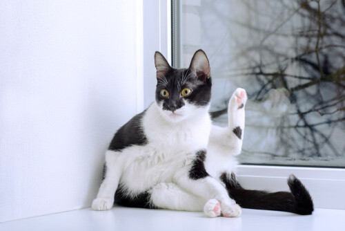 Gato con la pata alzada