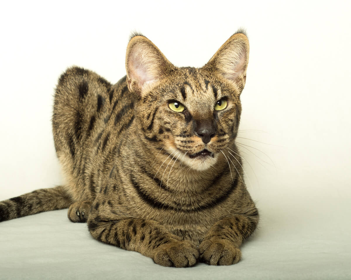 Un gato savannah.