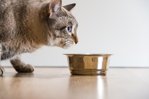 Cuánto tiempo puede sobrevivir gato comida? - Mis Animales