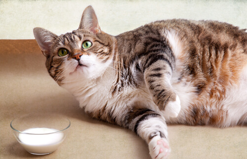 Gato con sobrepeso