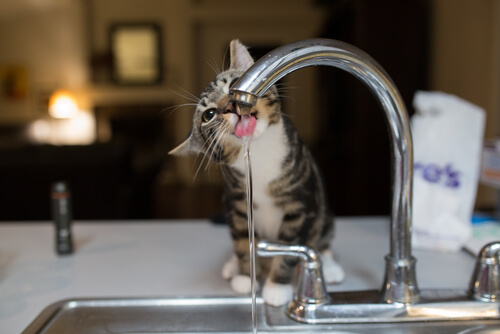 Gato tomando agua