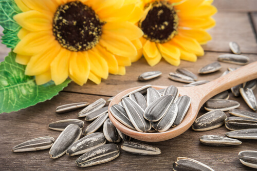 Semillas de girasol: 3 beneficios para tus mascotas