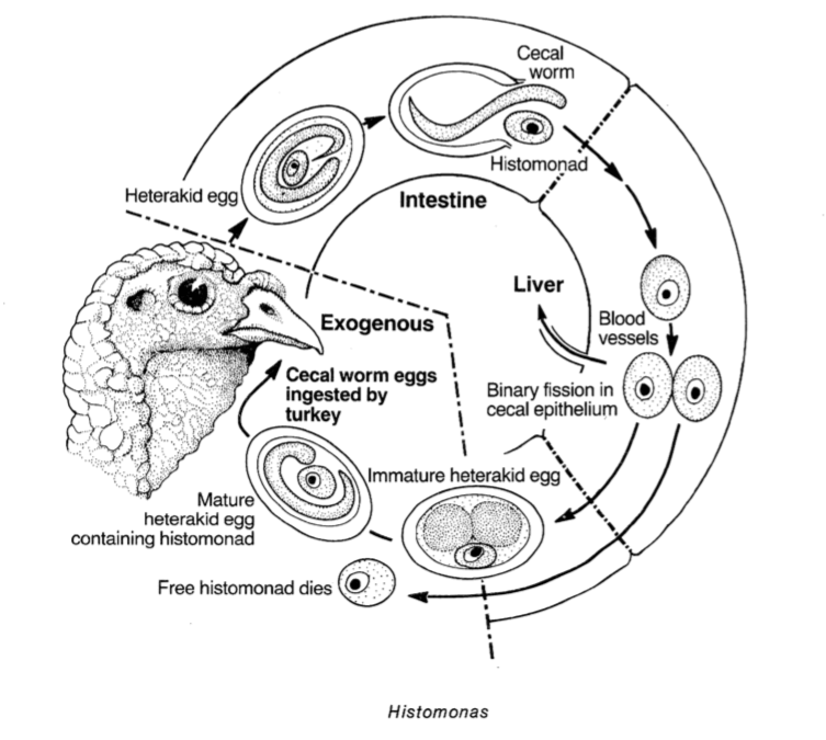 Histonomas son parásitos unicelulares