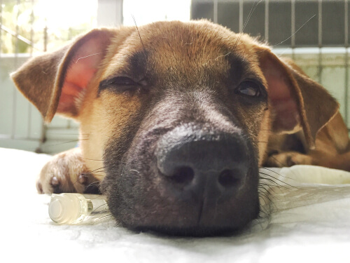Hocico y nariz del perro