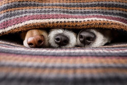 Hocicos de perros bajo unas mantas