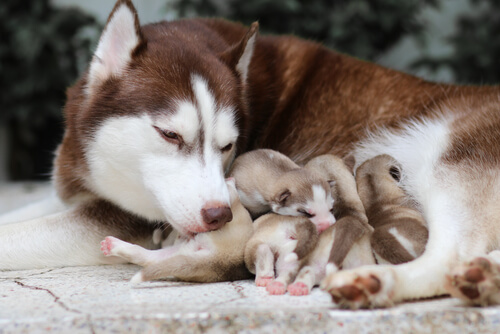 Husky amamantando crías