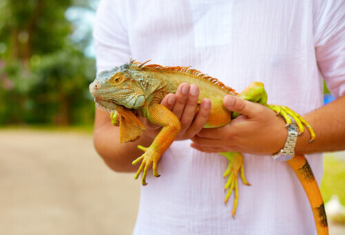 Iguana como mascota