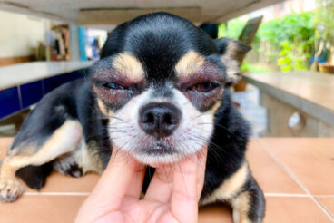 Infección ocular en cachorros: tipos y causas