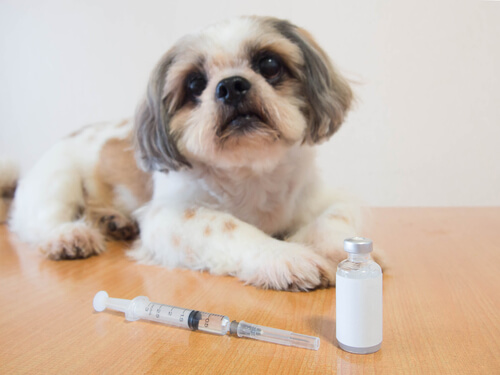 Insulina para un perro que padece diabetes