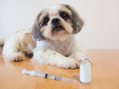 Insulina para un perro que padece diabetes