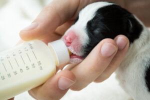Propiedades de la leche de cabra para perros