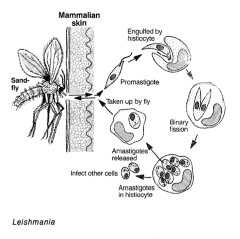 Leishmania es uno de los parásitos unicelulares