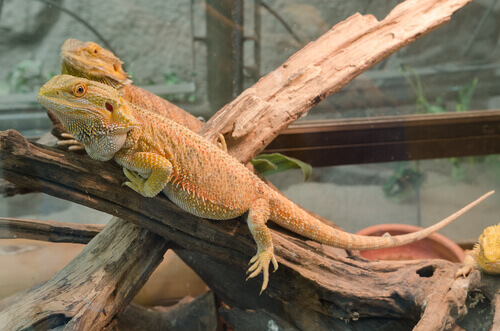 Limpieza del terrario de la iguana