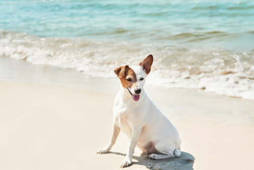 Obligaciones legales del dueño de una mascota en la playa