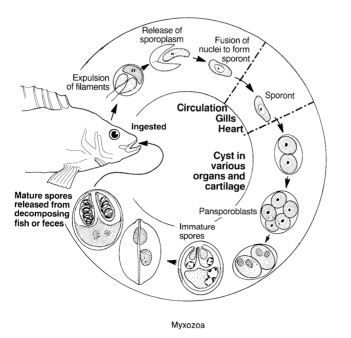 Los mixozoos son parásitos unicelulares