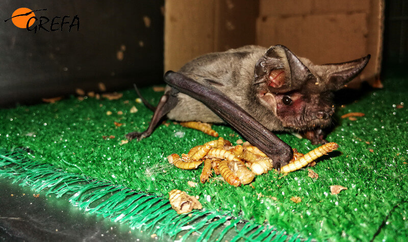 Murciélago en cautividad alimentándose de gusanos